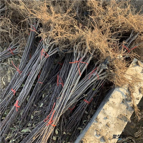 美國八號蘋果苗 基地信息、種植技術(shù)與市場報(bào)價(jià)