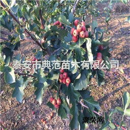 山楂樹苗價(jià)格與種植技術(shù)介紹及咨詢指南