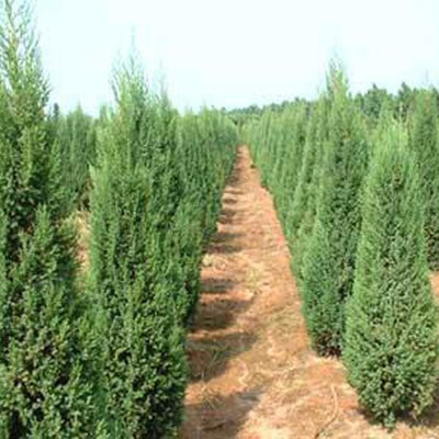 河南檜柏 規格齊全、價格優廉的大型苗木種植基地