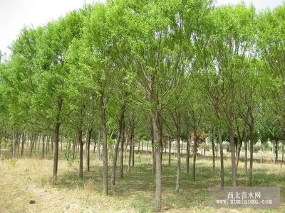 旱柳、絳柳、龍爪柳的生物特性與綜合養殖技術及種植咨詢指南