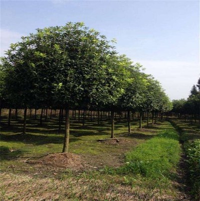 13公分香樟報價與青峰園林在線咨詢 自貢香樟苗木種植及技術全解析